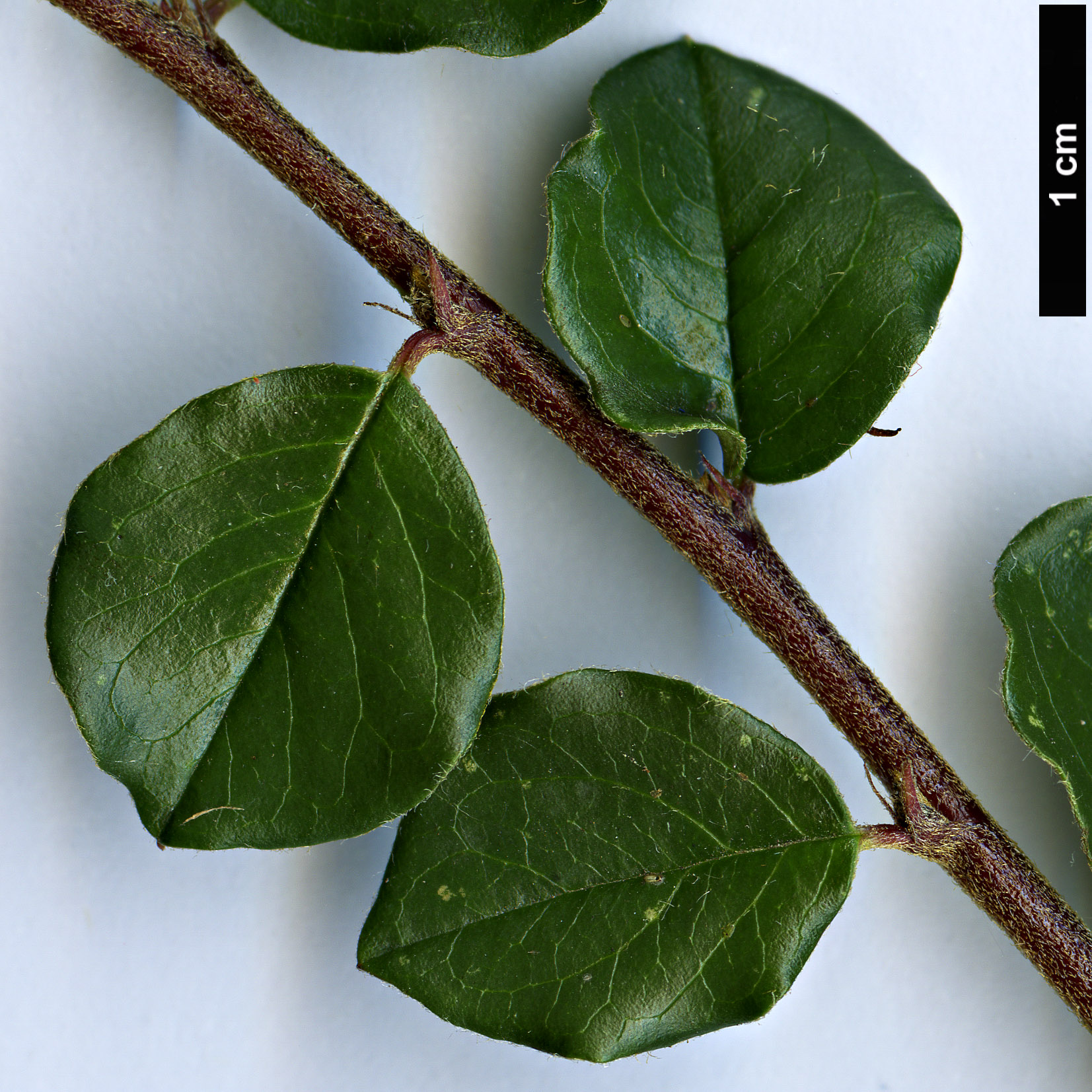 High resolution image: Family: Rosaceae - Genus: Cotoneaster - Taxon: nanshan